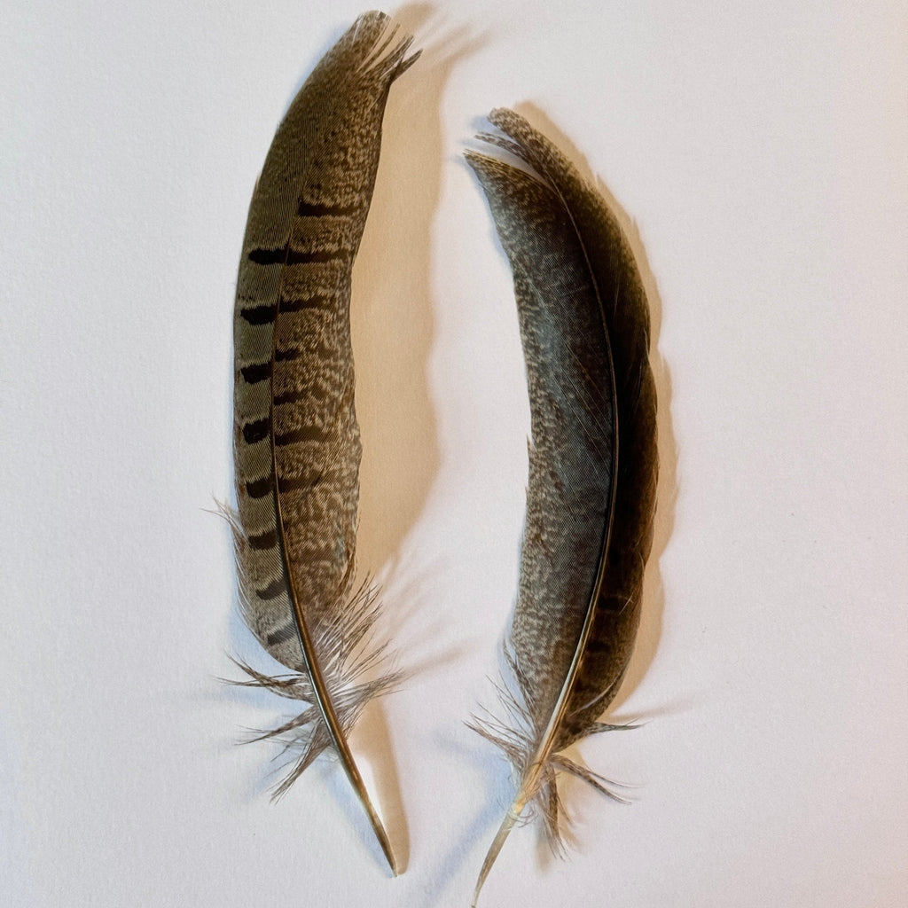 Replacement feathers