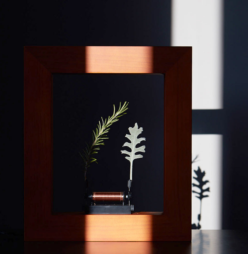 Slow Dance - Craft Pine